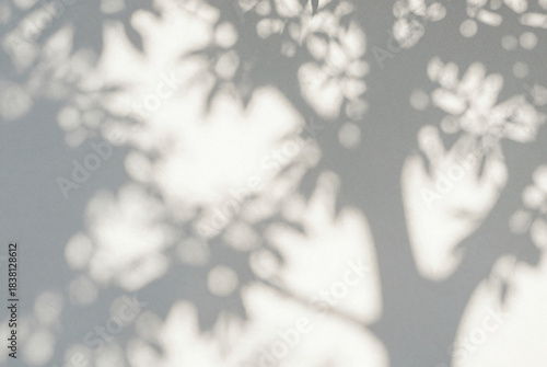 Shadow of a tree casts a pattern on a wall.