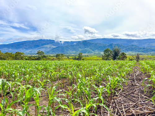 Εκτύπωση καμβά Vibrant young cornfield stretches toward majestic blue mountains under a bright