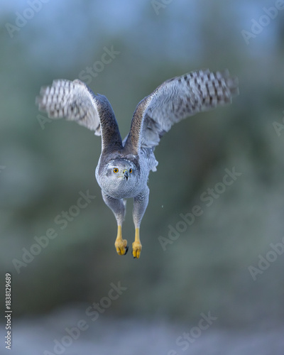 Northern goshawk in flight with forest background