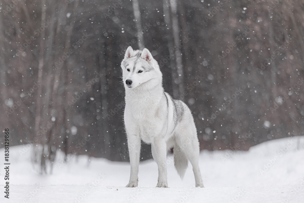 Obraz premium Confident Husky with white and gray fur stands surrounded by falling snow, highlighting arctic endurance, grace, and strong balanced posture.