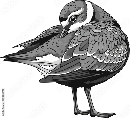 coastal whisper serene shorebirds preening pause, a of tranquil natural grace, isolated on transparent background