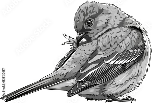 elemental avian grace a monochrome study in selfnurturing routine, isolated on transparent background