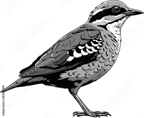 feathered cipher stylized bird art, deciphering the wilds silent language, isolated on transparent background