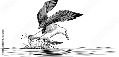 eternal wanderer seabirds dynamic liftoff, a symphony of ocean and sky, isolated on transparent background