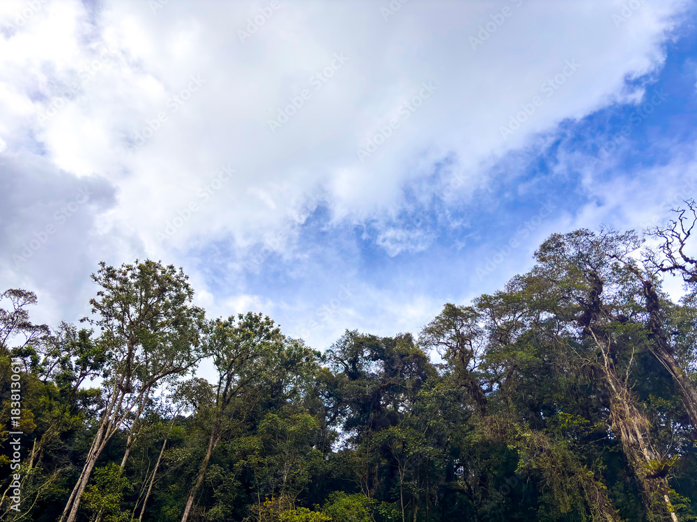 Fototapeta premium Towering jungle canopy meets vibrant blue sky with dramatic white clouds above