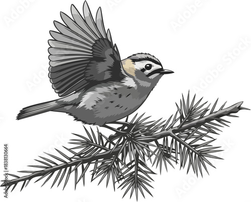 forest pulse a small birds energetic pause on an evergreen bough, isolated on transparent background