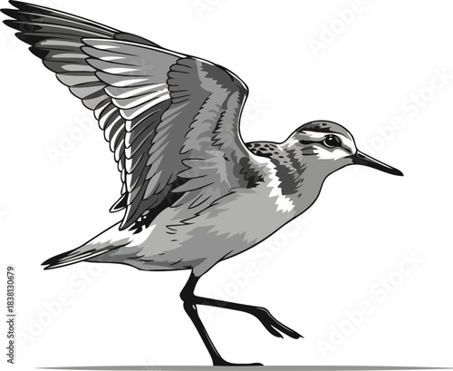 grace a coastal waders dynamic dance between land and sky, isolated on transparent background
