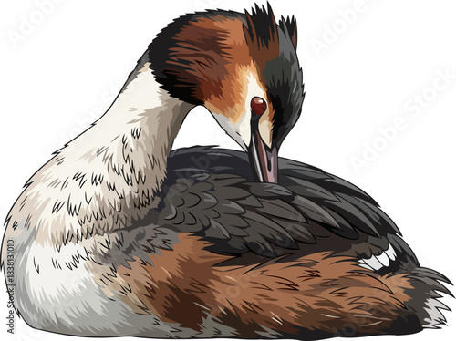 plume perfection an elegant grebes dedicated quest for impeccable natural beauty, isolated on transparent background