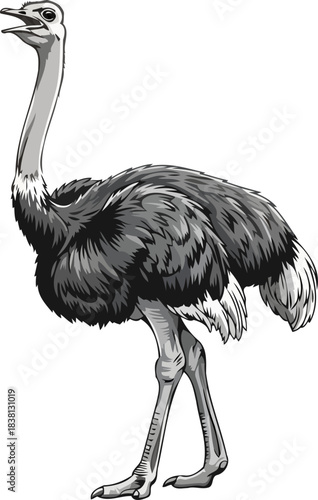 primal echo the ostrichs bold call of untamed spirit and presence, isolated on transparent background