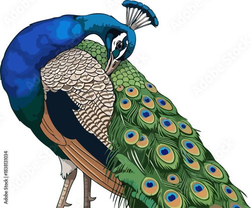 regal reverie a peacocks captivating selfreflection in brilliant hues, isolated on transparent background