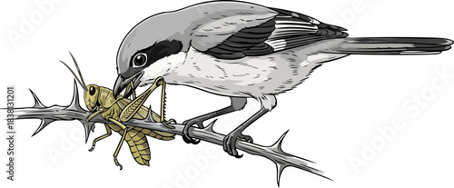the butcher birds larder a shrikes thorny strategy for survival, isolated on transparent background
