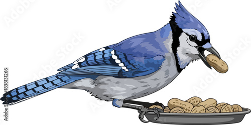 vibrant blue jays resourceful snack a striking illustration of natures ingenuity, isolated on transparent background