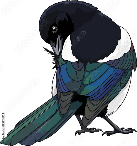 a sages gaze the magpies perceptive presence, a symbol of keen natural wisdom, isolated on transparent background