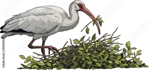 coastal architects vision white ibis diligently builds, embodying lifes foundational work, isolated on transparent background