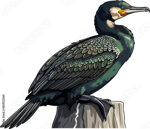 oceanic emissary the cormorants watchful presence, bridging worlds with grace, isolated on transparent background