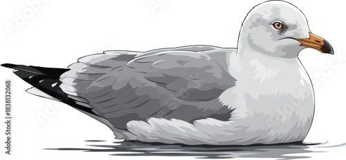 oceanic sentinel a gull drifting in coastal serenity with quiet vigilance, isolated on transparent background