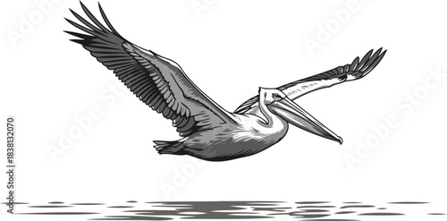 oceanic glide iconic pelicans monochrome flight above water, capturing untamed elegance, isolated on transparent background