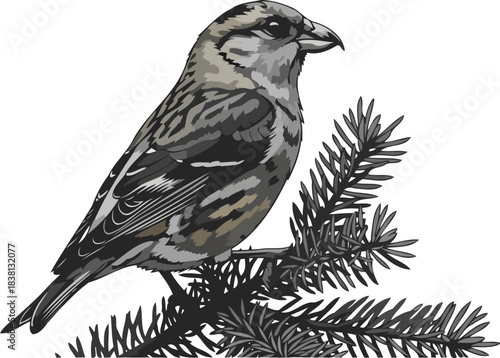 pinecone engineer natures master key to coniferous forest abundance, isolated on transparent background