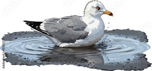 puddle portrait a seagulls refreshing oasis, glimpse of wild serenity, isolated on transparent background