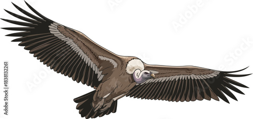 thermal navigator a griffons grand ascent, mastering the invisible currents above, isolated on transparent background