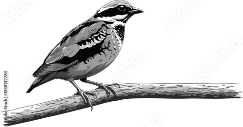 symphony a monochromatic bird illustration captures natures enduring grace, isolated on transparent background