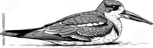 timeless ornithology an elegant illustrated study of a wading bird, isolated on transparent background