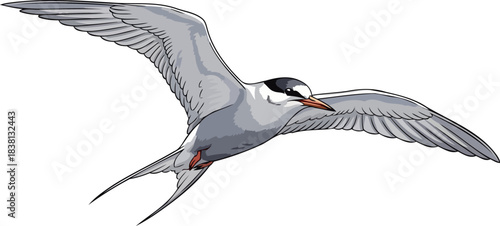vision graceful tern glides, master of coastal skies, isolated on transparent background