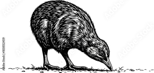 whispers of aotearoa the flightless seeker unearthing natures secrets, isolated on transparent background