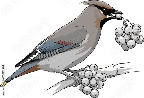 winters whisper crested foragers harvest of icy berries, natures enduring provision, isolated on transparent background