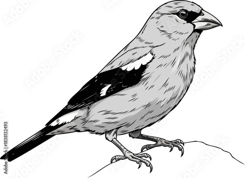 winged whisper an iconic birds graceful form, masterfully rendered in art, isolated on transparent background