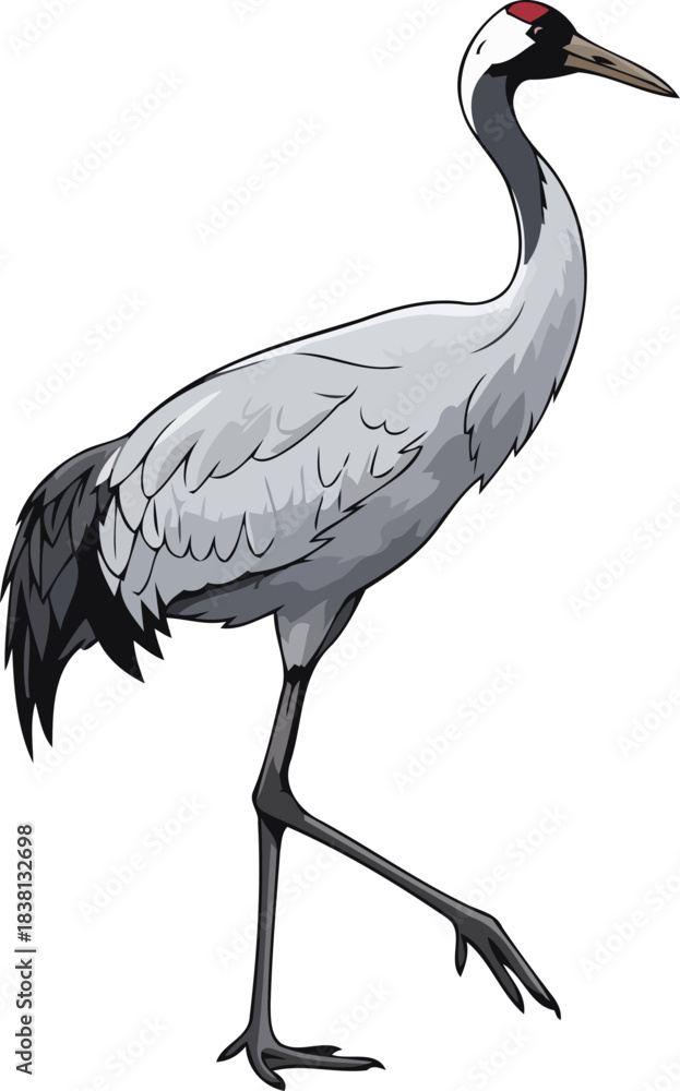 Fototapeta premium crimson crowned wanderer graceful crane captures natures poise and serenity, isolated on transparent background