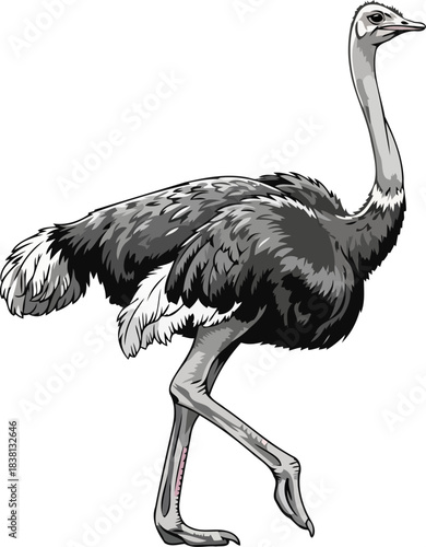 african icon majestic ostrich embodies untamed power and boundless freedom, isolated on transparent background
