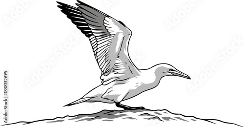 coastal guardians moment majestic seabird embarks on its boundless journey, isolated on transparent background