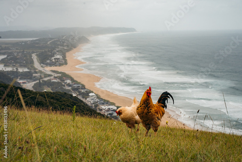 chickens by the coastline 
