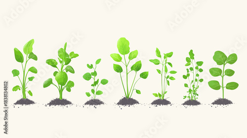 Growth Stages of Vegetable Seedlings, Flat Design, Nature, Digital Illustration, Minimalist Style