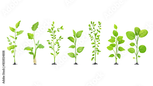 Vegetable Seedlings Growth Stages, Nature Illustration, White Background, Flat Design, Detailed View, Plant Development
