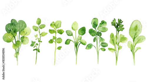 Fresh Vegetable Seedlings on White Background for Gardening Enthusiasts
