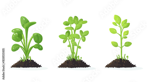 Vegetable Sprouts Growing in Soil - Flat Vector Illustration - Nature Design - White Background - Graphic Viewpoint
