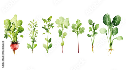 Fresh Vegetable Sprouts Collection, Nature, Illustration, White Background, Artistic Viewpoint, Healthy Concept