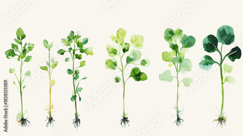 A Detailed Vector Illustration on White Background