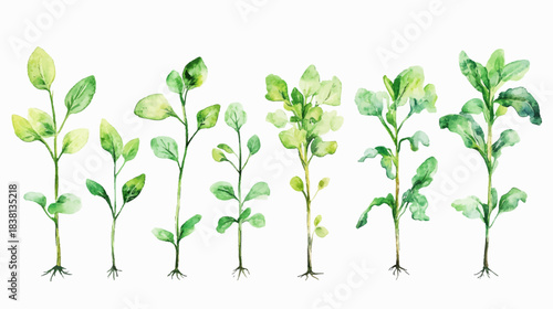 Vegetable Sprouts Growth Stages Illustration on White Background for Gardening Enthusiasts