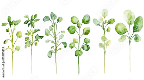 Hand-Drawn Vegetable Sprouts Stickers on White Background for Creative Design