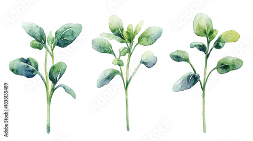 Watercolor Seedlings Illustration on White Background