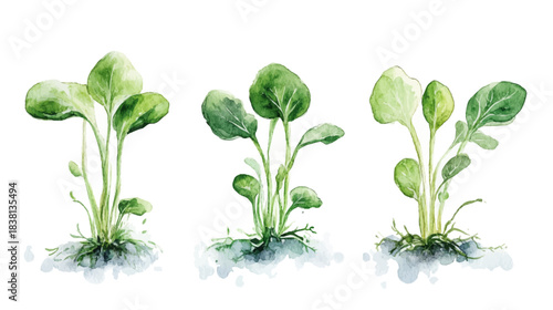 Seedlings Growing, Nature Environment, Illustration, White Background, Kawaii Style Concept