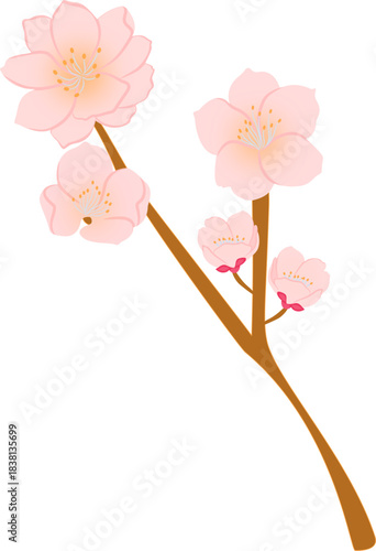 cherry blossom branch