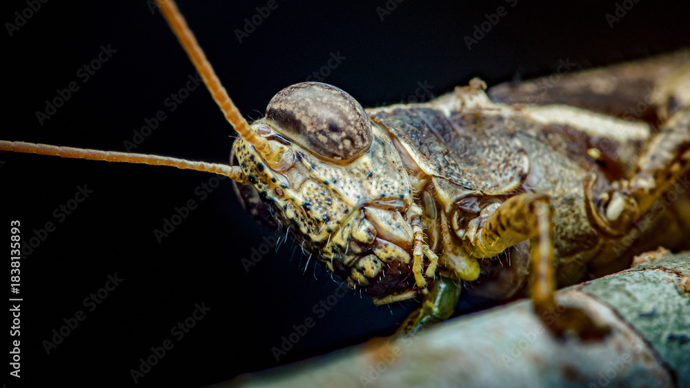 Naklejka premium Grasshopper head showing compound eye and antennae