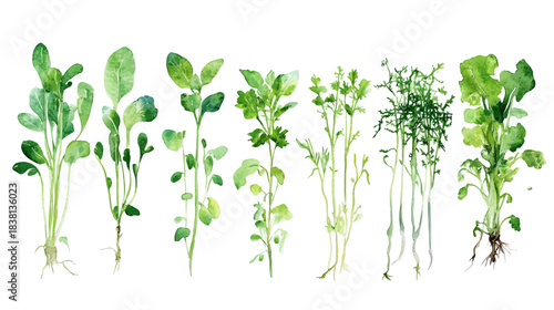 Vibrant Vegetable Seedlings Showcase, Greenhouse Display, Nature Illustration, White Background, Geometric Forms, Close-up View