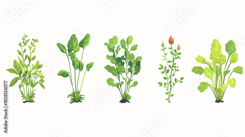 Lush Vegetable Seedlings Collection, Nature Illustration, White Background, Botanical Artwork, Fresh Growth Concept