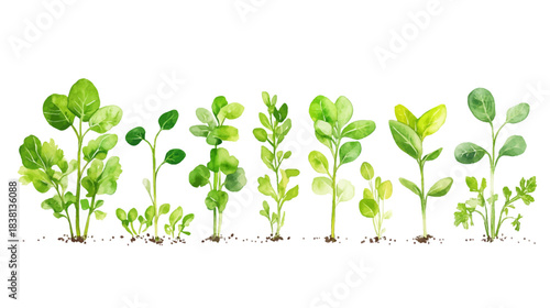 A Geometric Display of Fresh Greens on a White Background