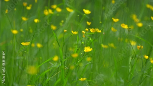 Wallpaper Mural yellow buttercups in green grass Torontodigital.ca